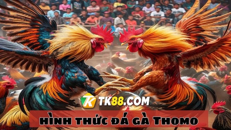 Tìm hiểu 3 hình thức đá gà Thomo phổ biến nhất tại nhà cái TK88