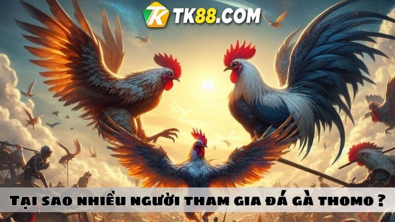 Đặt cược đá gà Thomo tại TK88 kiếm về tiền thưởng khủng